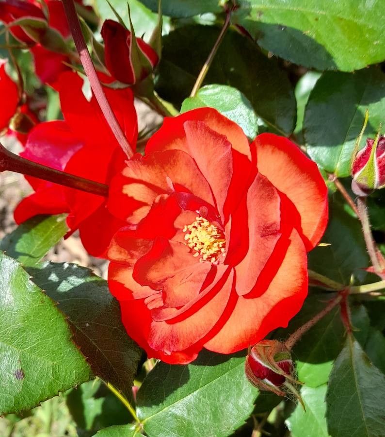 Rosa majalis flower