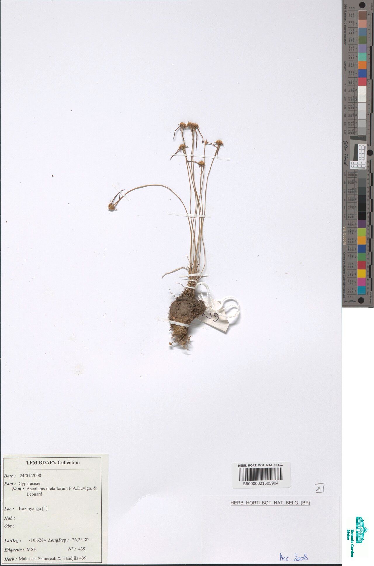 Cyperus metallorum other