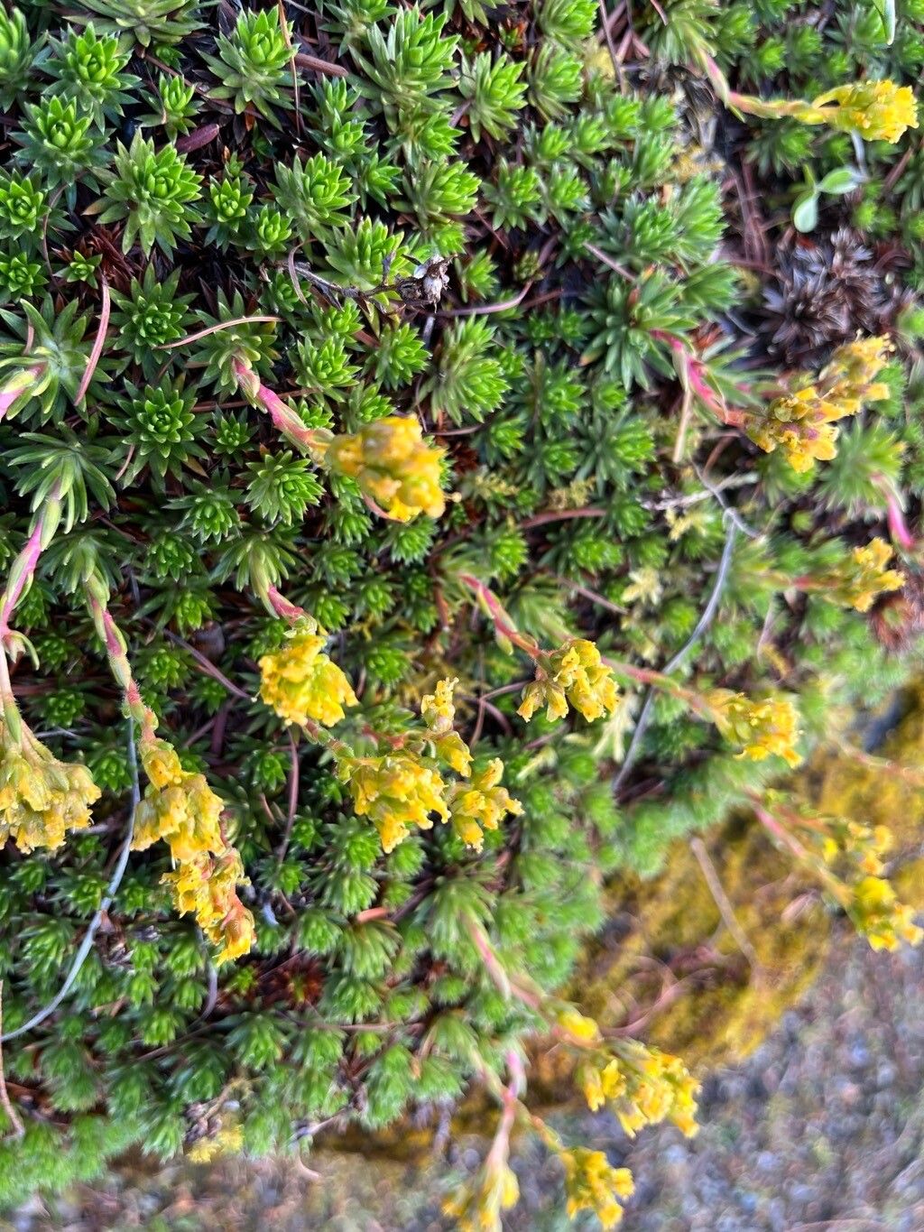 Saxifraga juniperifolia flower