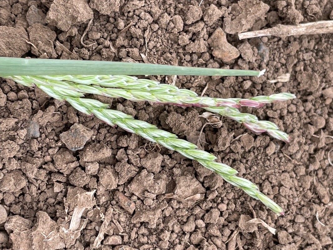 Chloris nutans flower