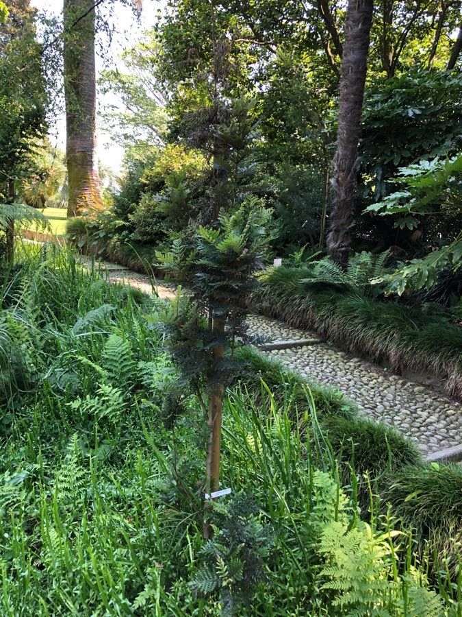 Lomatia ferruginea habit