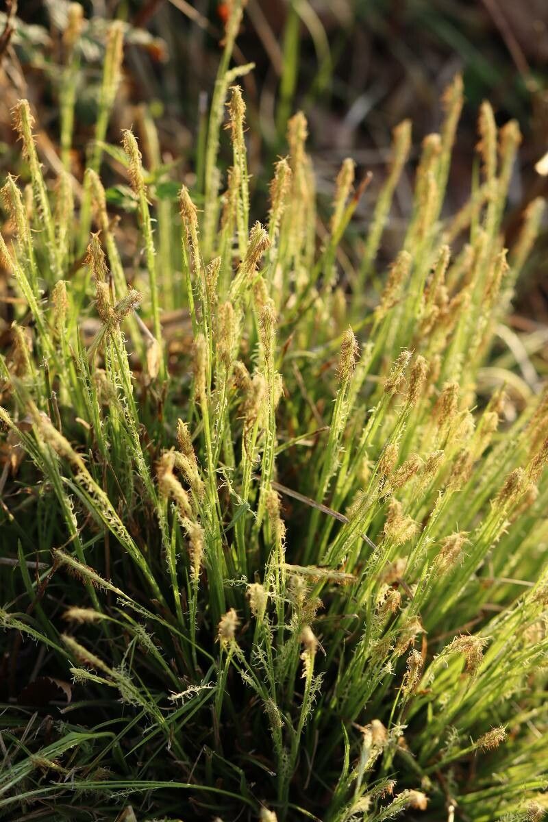 Carex duvaliana flower