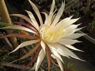 Selenicereus vagans flower