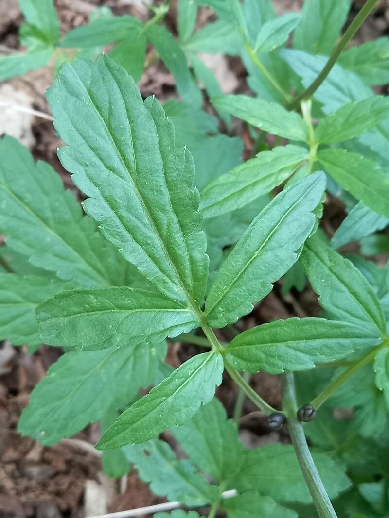 Cardamine bulbifera — search result for 'Cardamine'