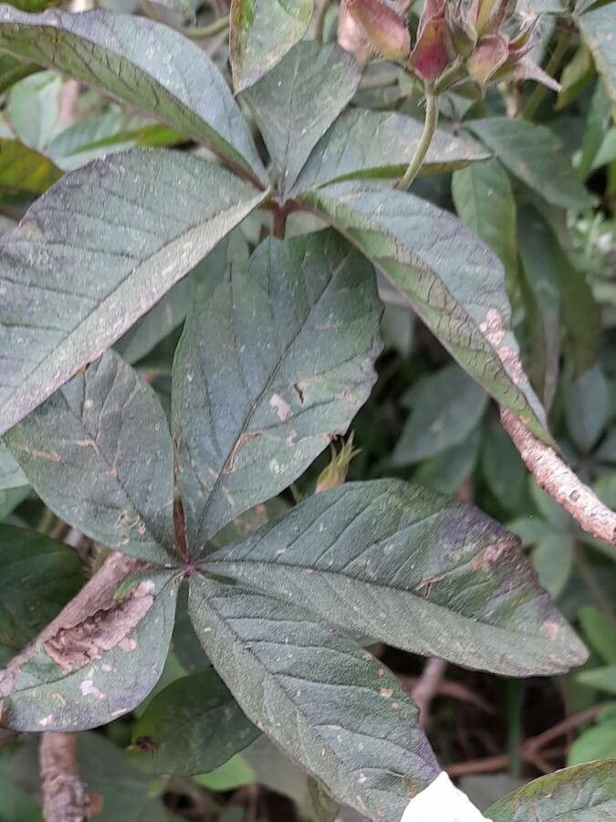 Merremia aegyptia — related species from the same genus