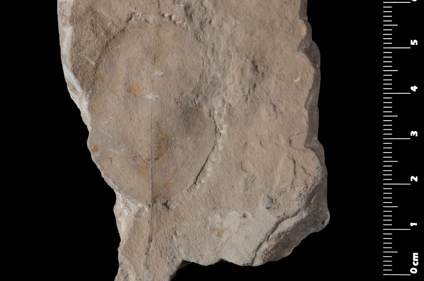 Diospyros parifolia — houseplant care guide