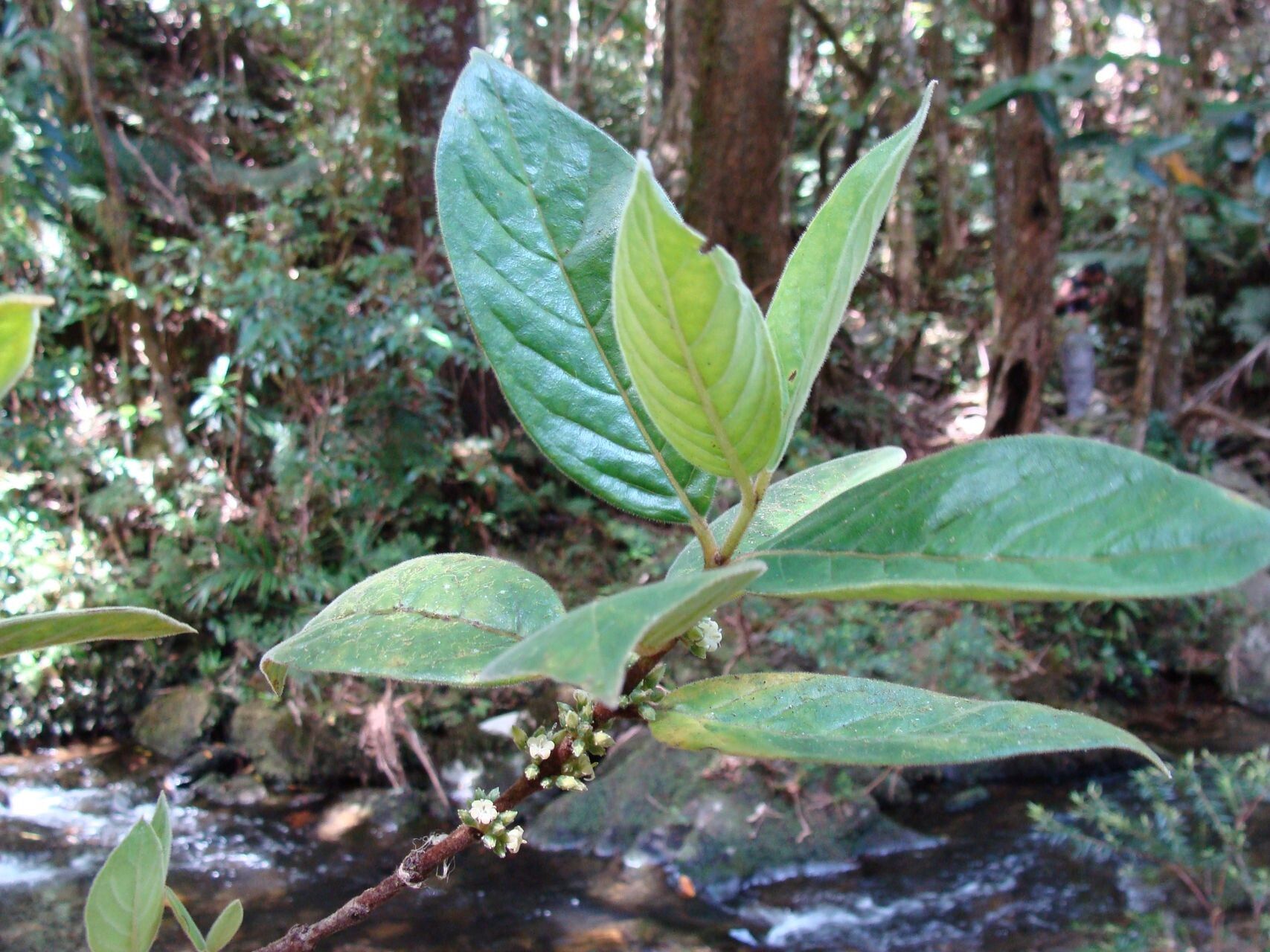 Geniostoma vestitum — houseplant care guide