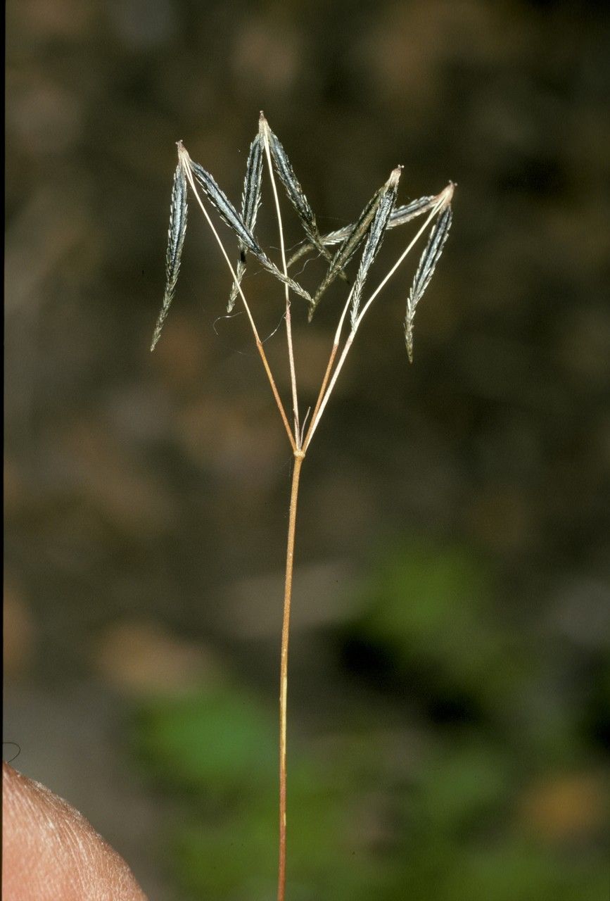 Osmorhiza chilensis fruit