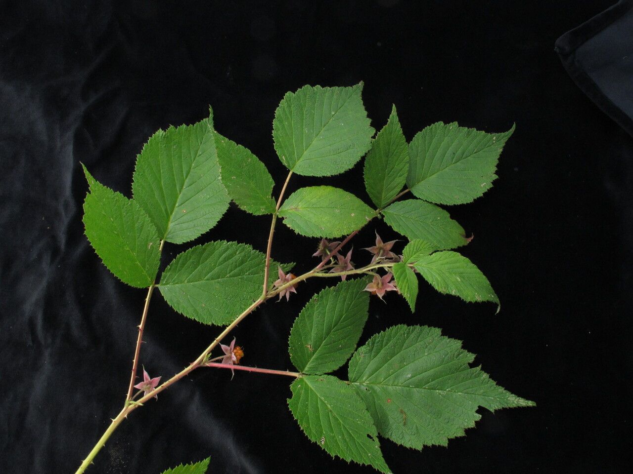 Rubus hoffmeisterianus habit