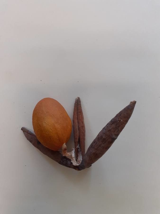 Catostemma fragrans fruit