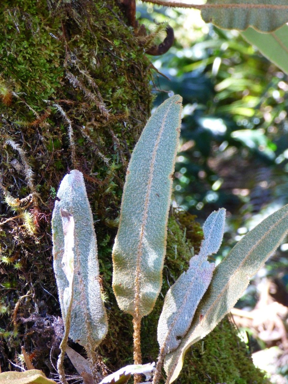 Elaphoglossum splendens — houseplant care guide