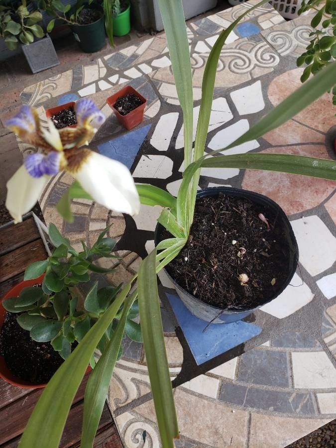 Neomarica spp. — houseplant care guide