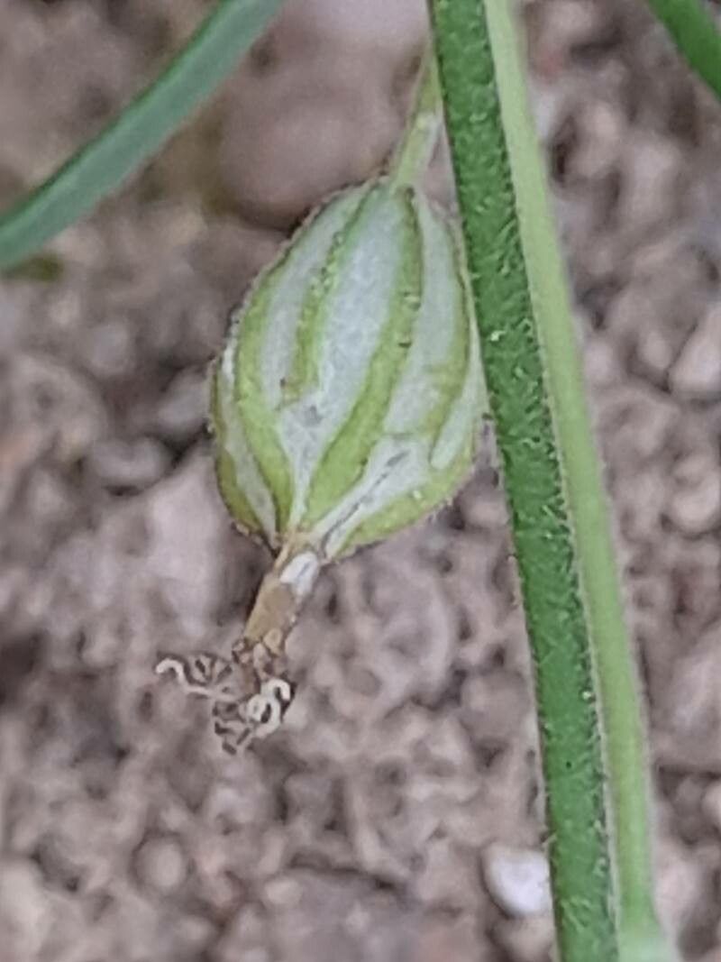 Silene arabica fruit