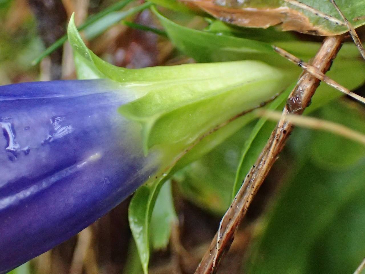 Gentiana acaulis fruit