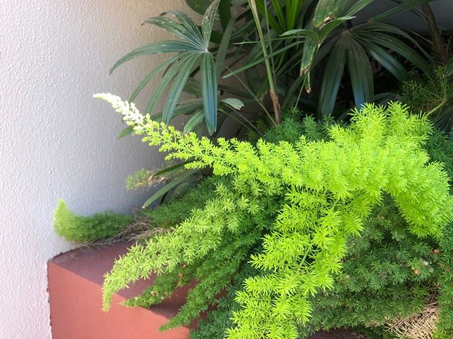 Asparagus sprengeri habit