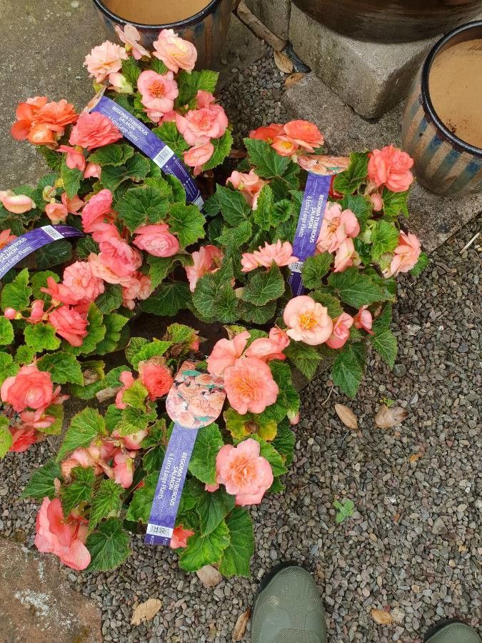 Begonia tuberculosa flower