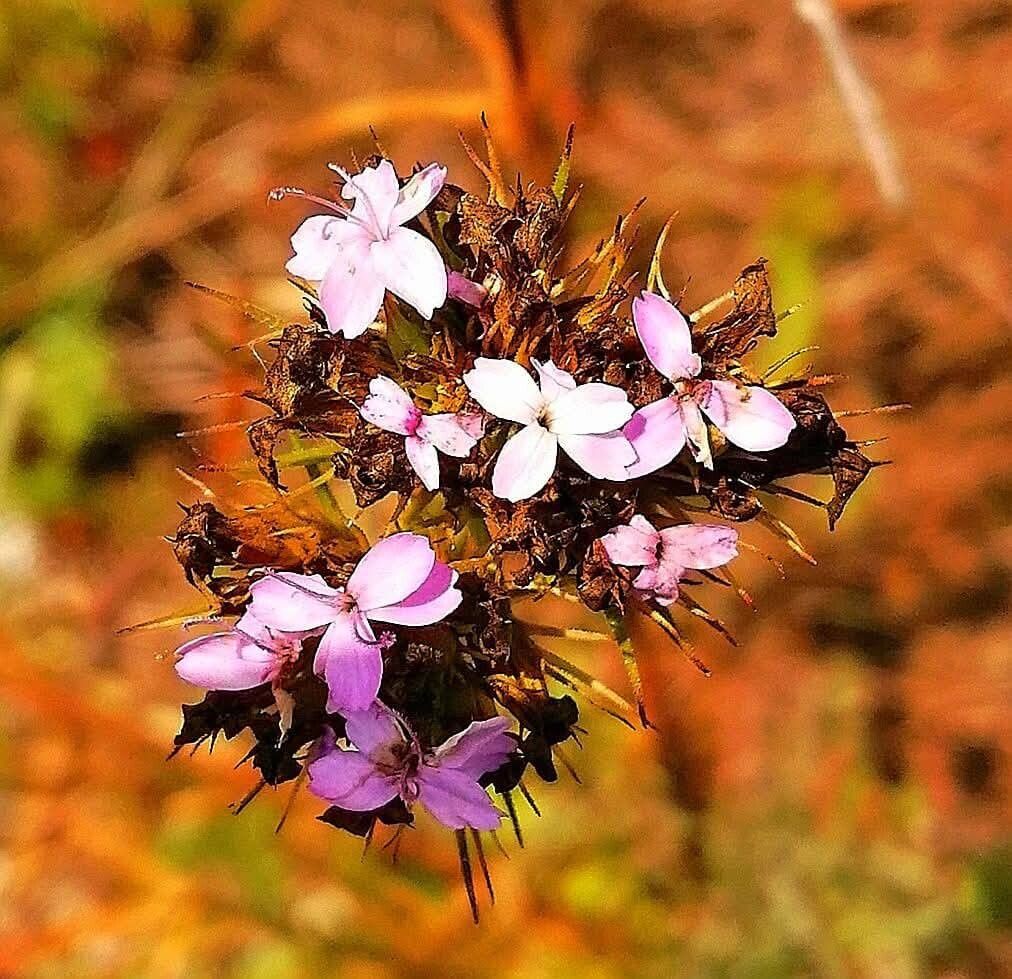 Dianthus pseudarmeria — houseplant care guide