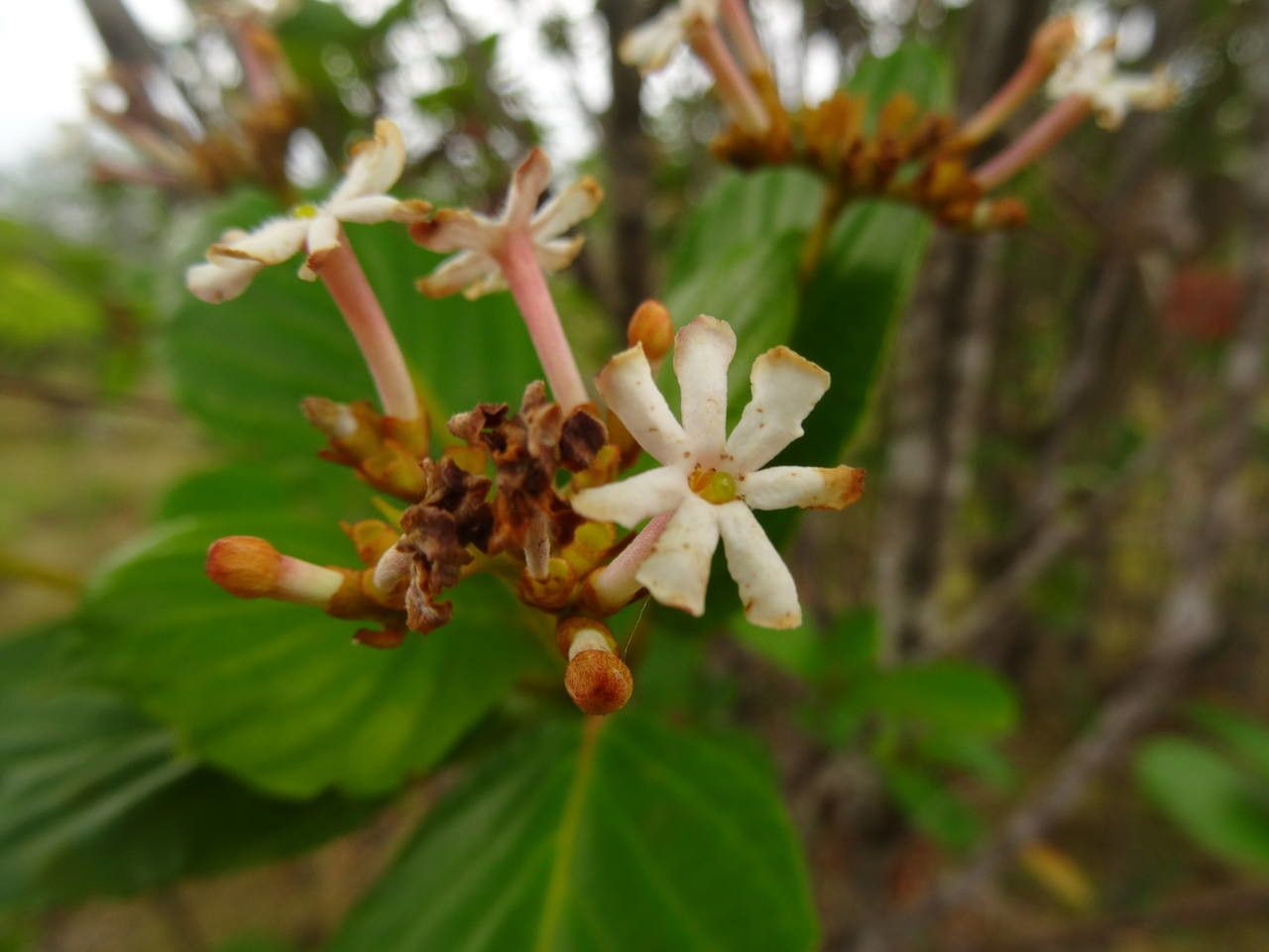 Guettarda scabra flower