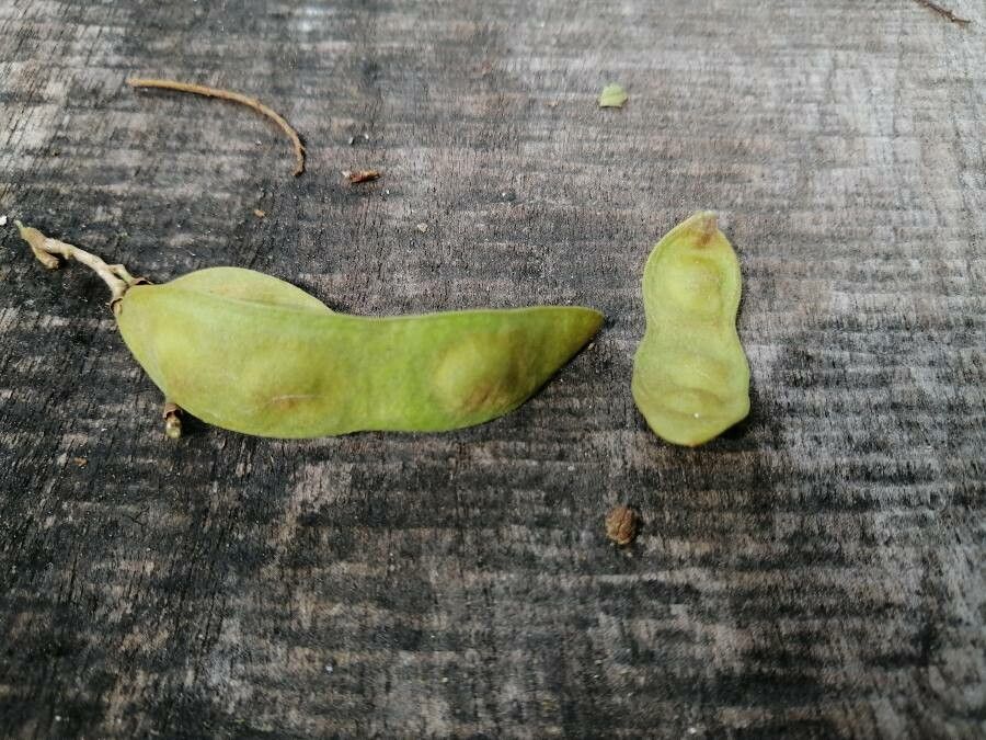 Lonchocarpus rugosus fruit