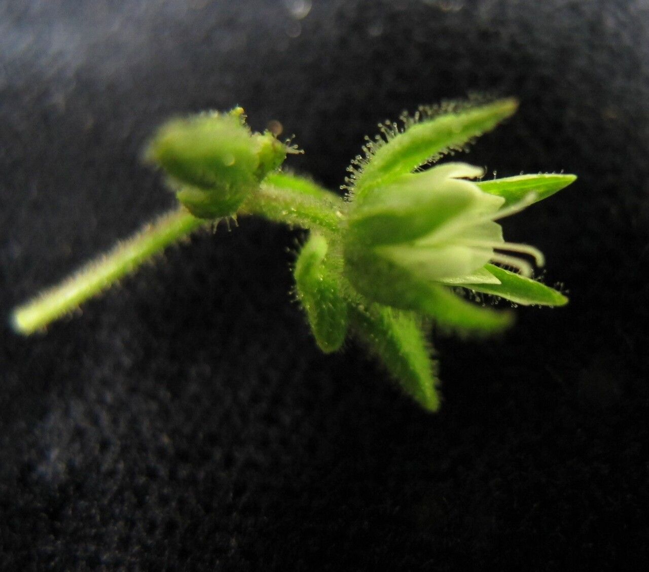 Stellaria williamsiana fruit
