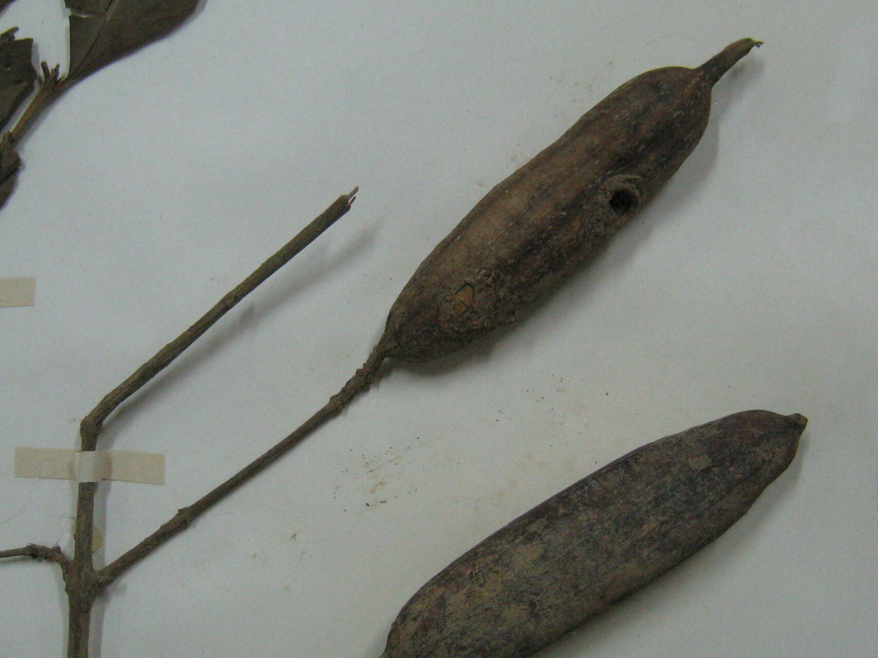 Rosenbergiodendron longiflorum — related species from the same genus