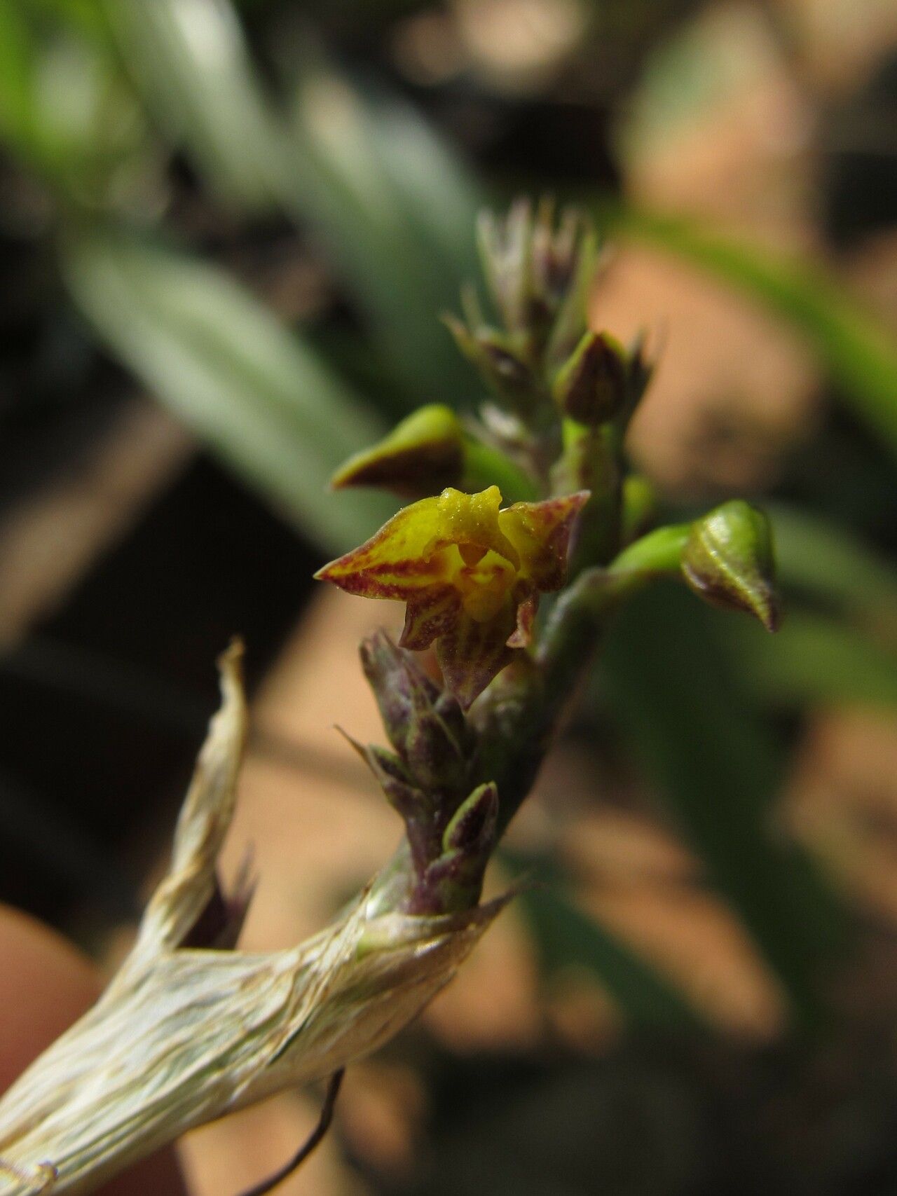 Polystachya steudneri — houseplant care guide