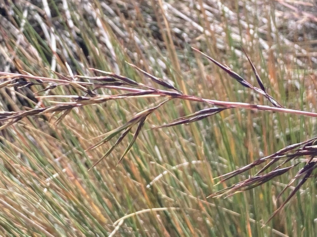 Festuca asplundii flower