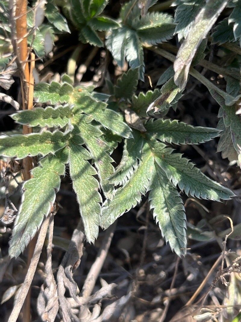 Potentilla hippiana — search result for 'Lupinus'