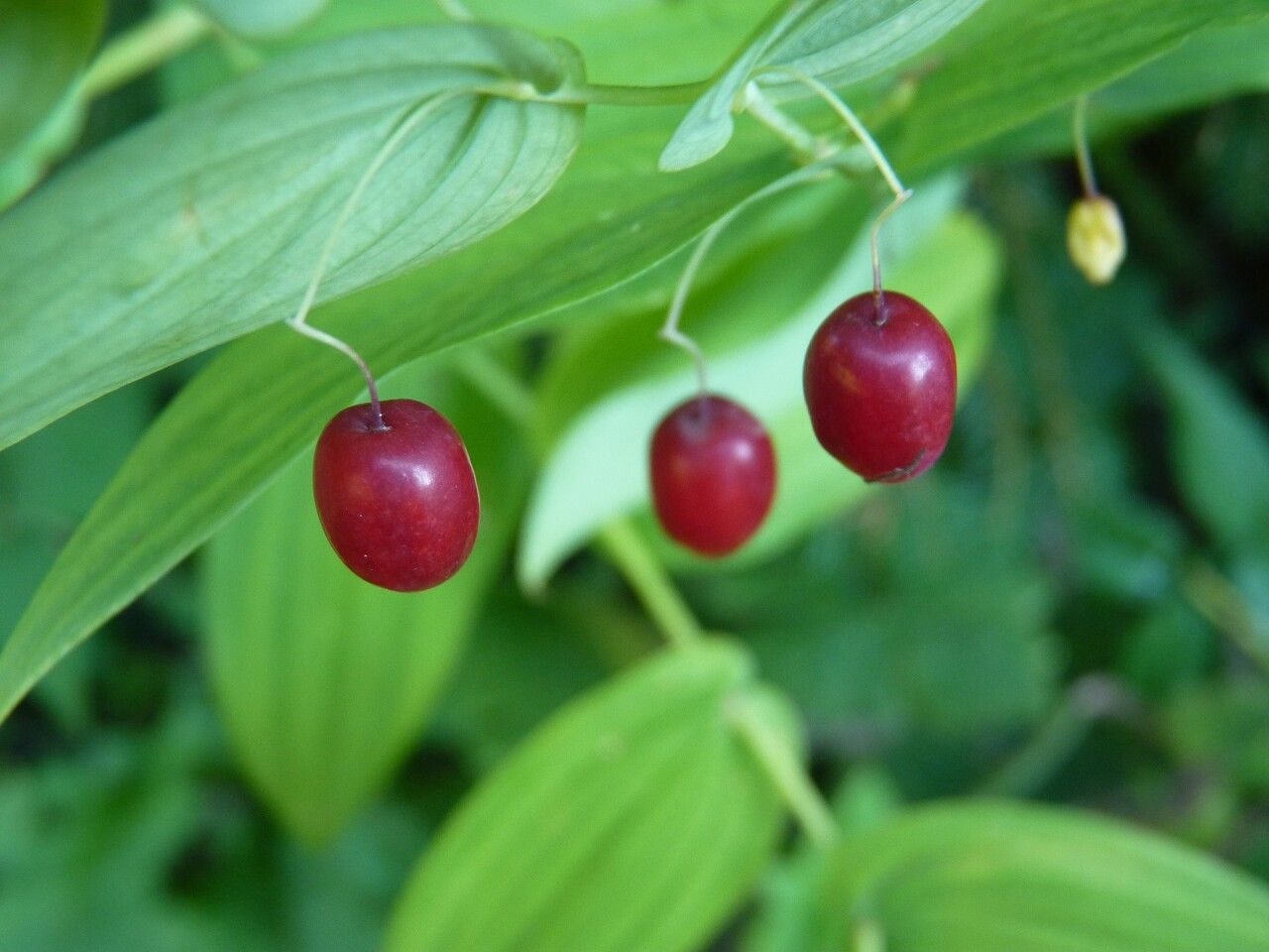 Streptopus amplexifolius fruit
