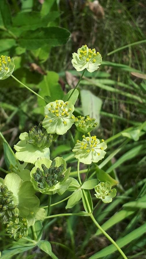Bupleurum stellatum flower