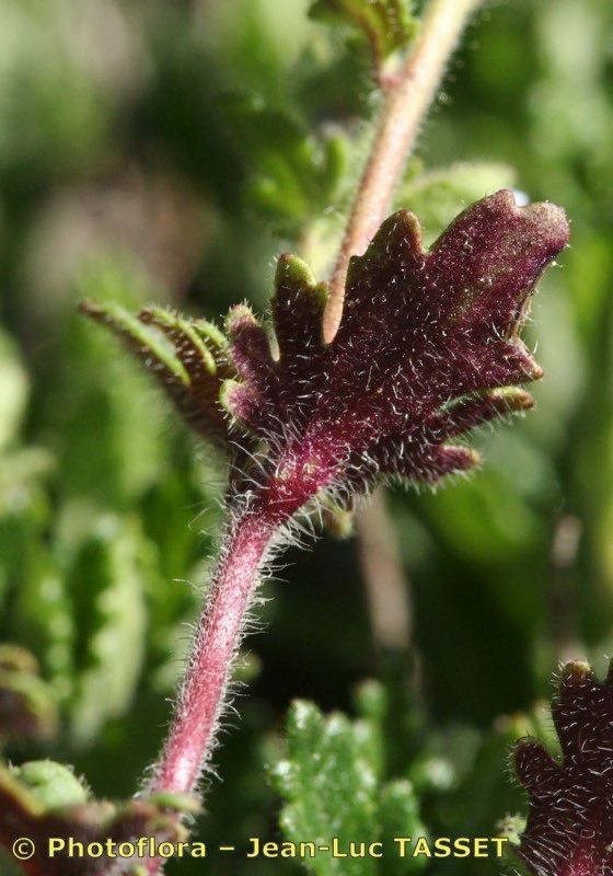 Veronica praecox — houseplant care guide