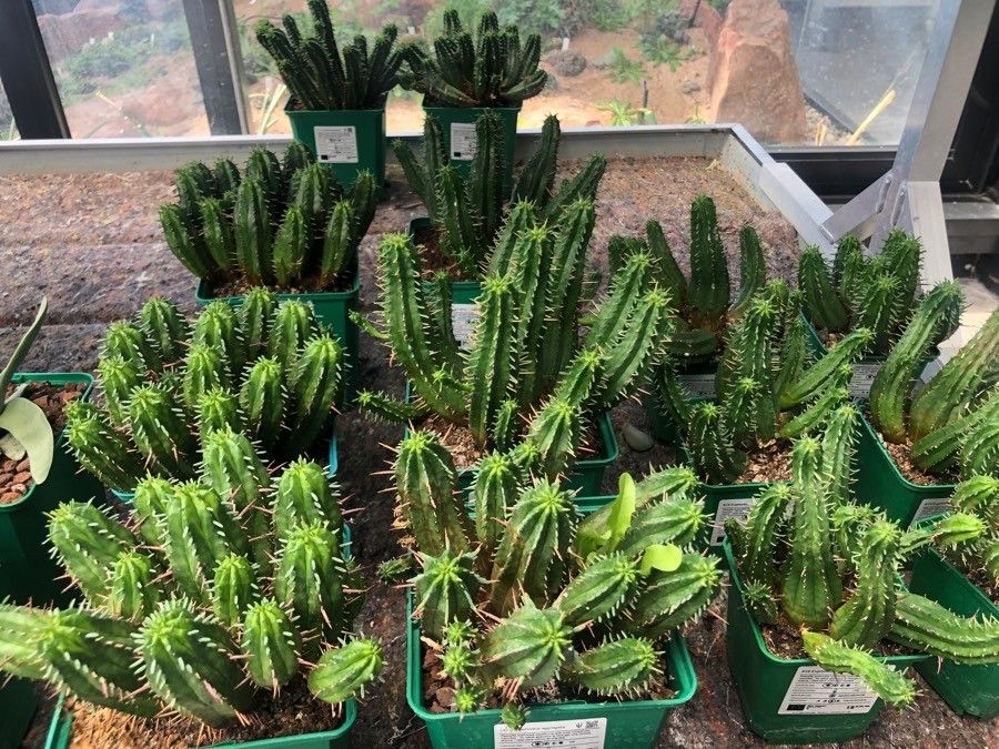 Euphorbia aggregata — search result for 'Euphorbiaceae'