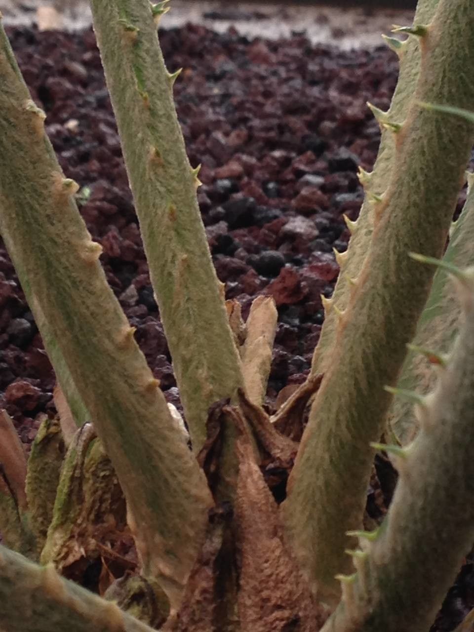 Encephalartos pterogonus bark