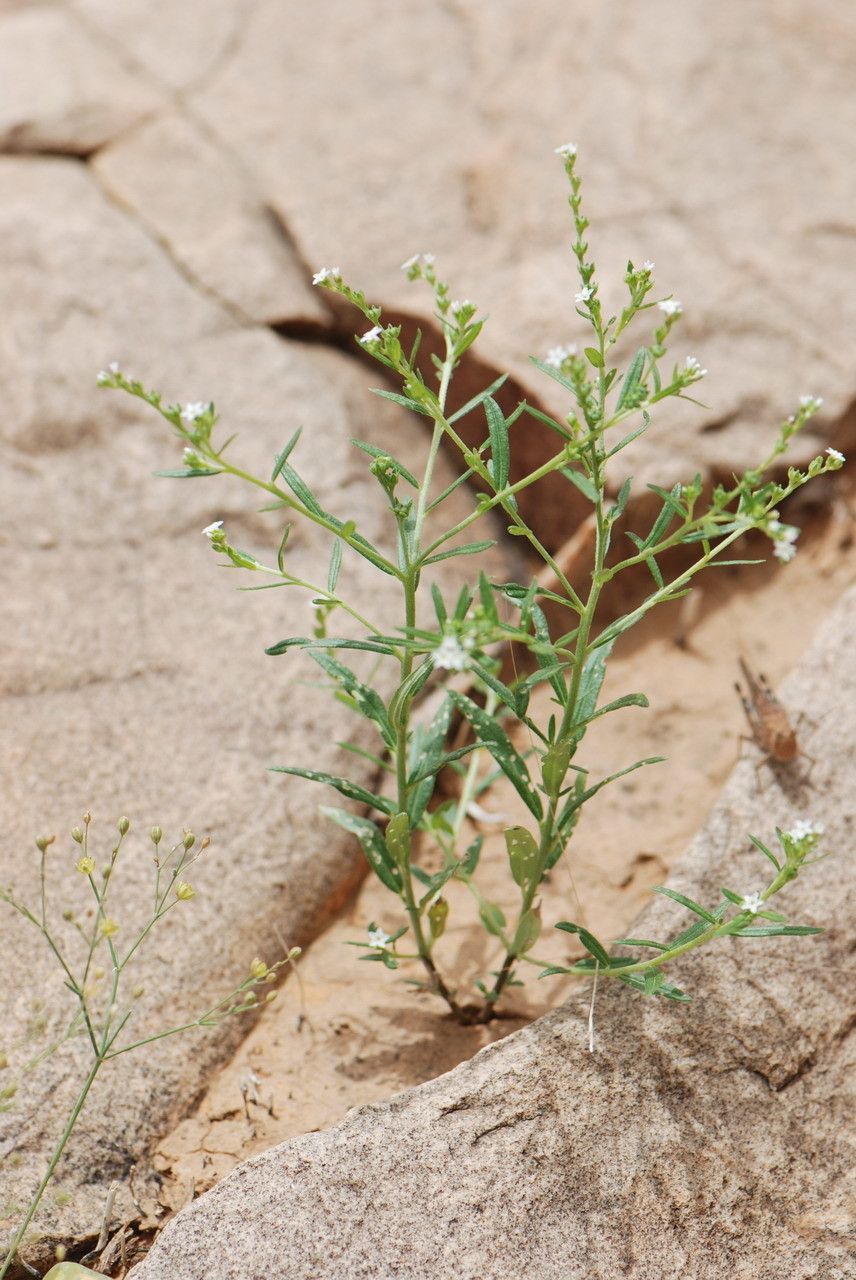 Heliotropium strigosum flower