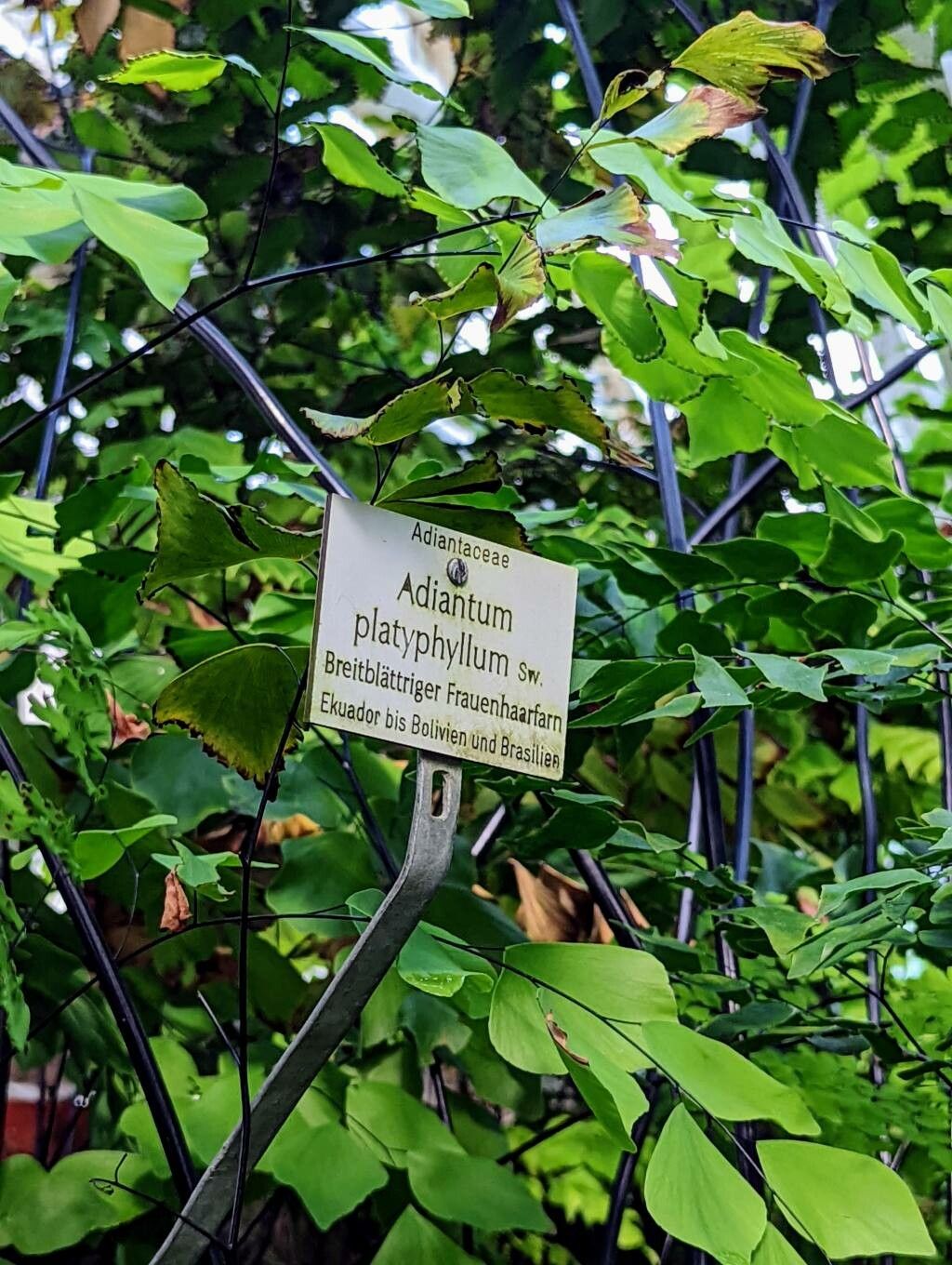 Adiantum platyphyllum leaf