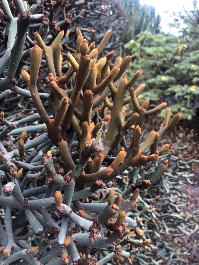 Euphorbia imerina — houseplant care guide