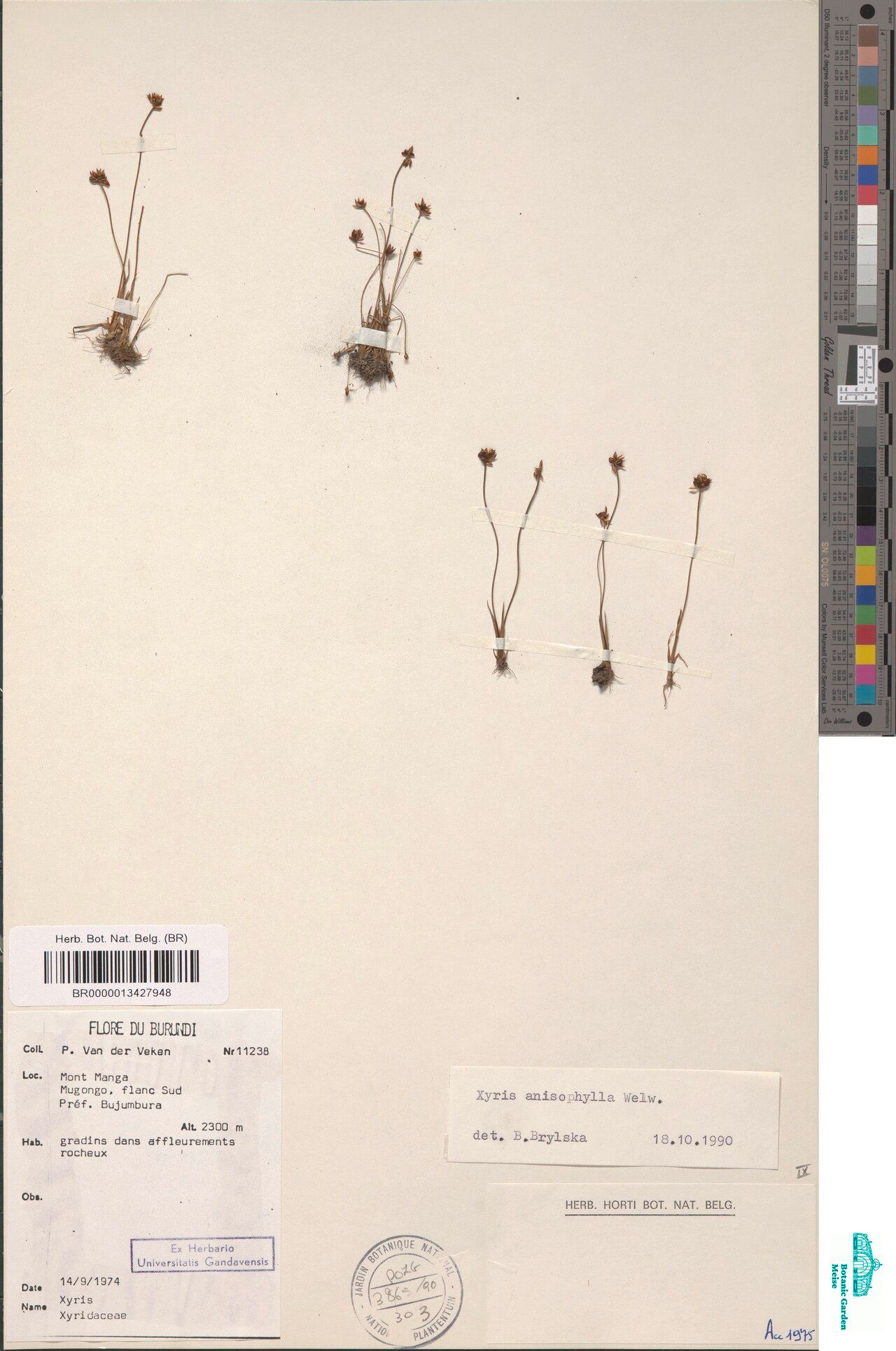 Xyris anisophylla — related species from the same genus