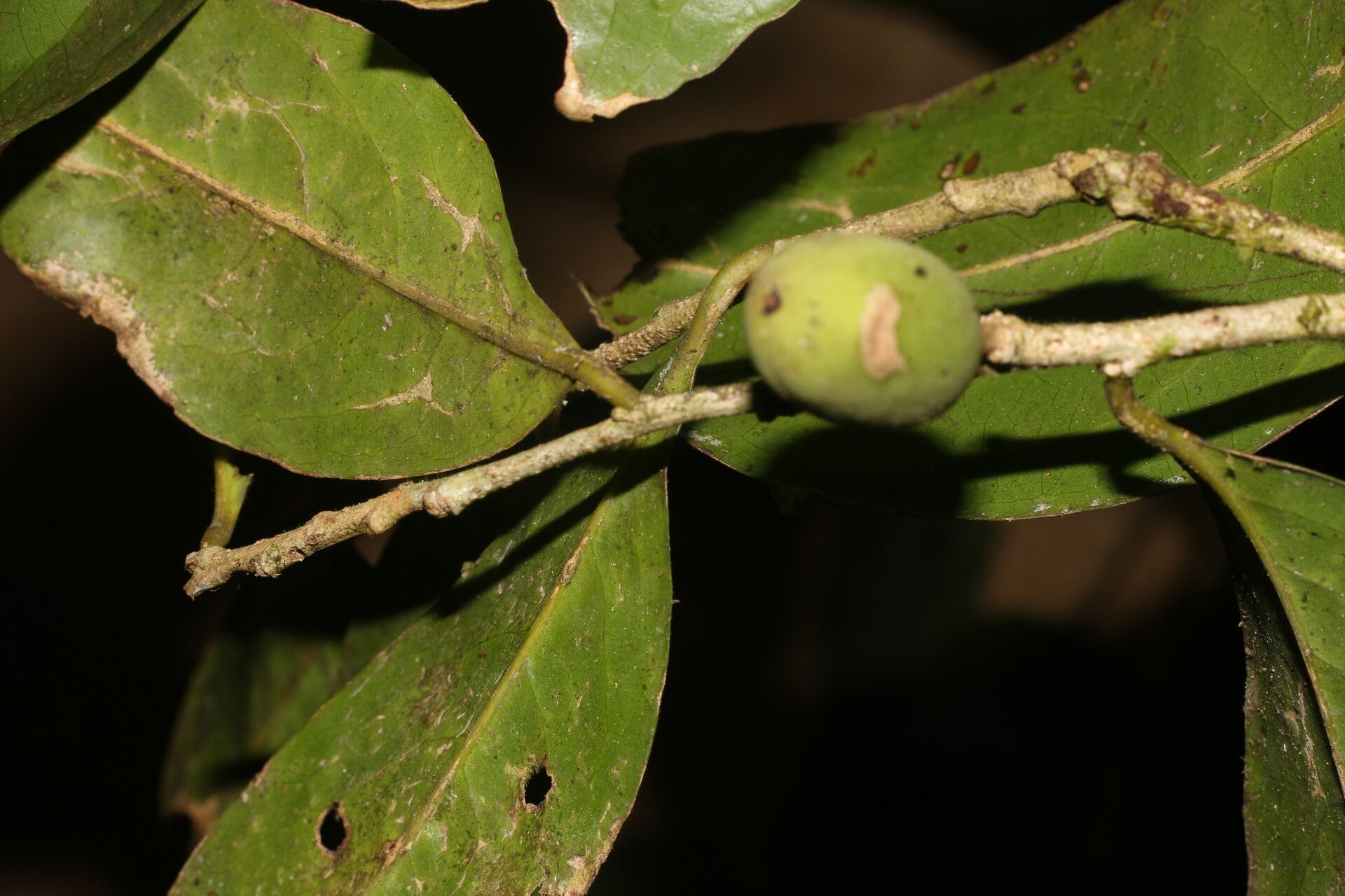 Drypetes brownii fruit