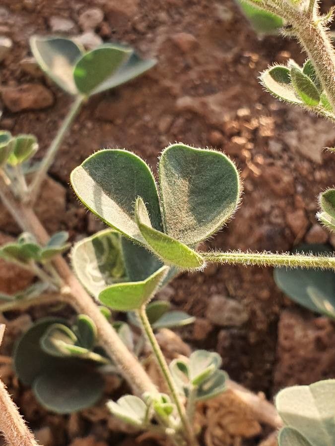 Crotalaria emarginella leaf
