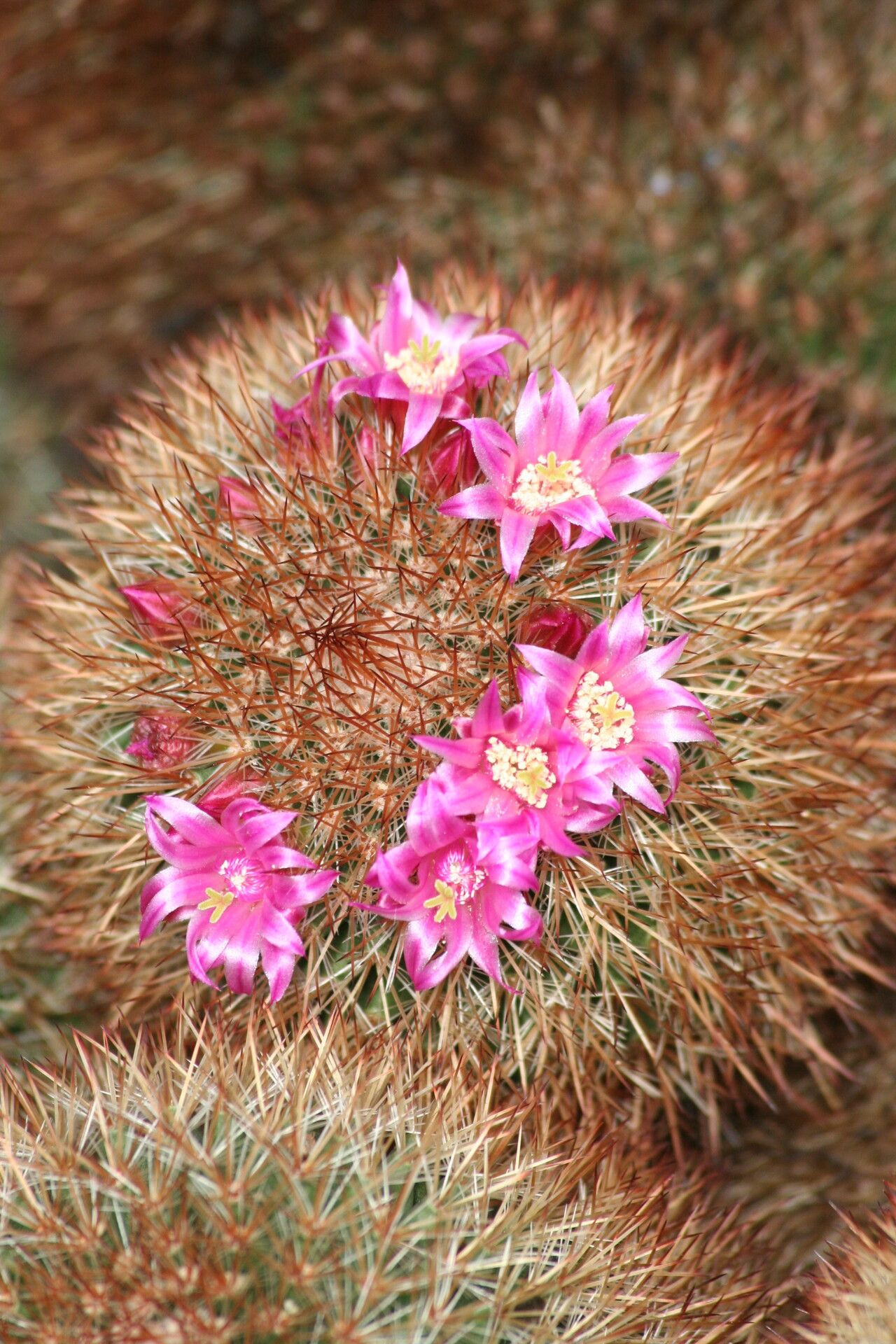 Mammillaria varieaculeata flower