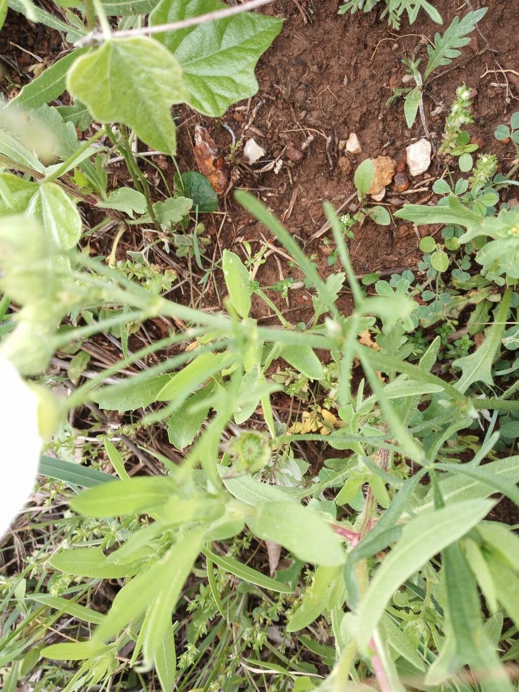 Callirhoe alcaeoides — related species from the same genus