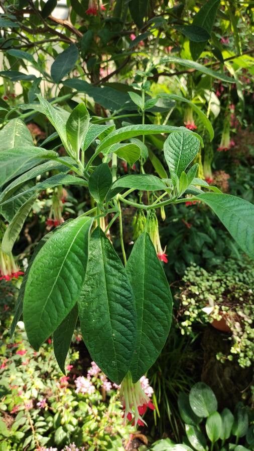 Fuchsia boliviana