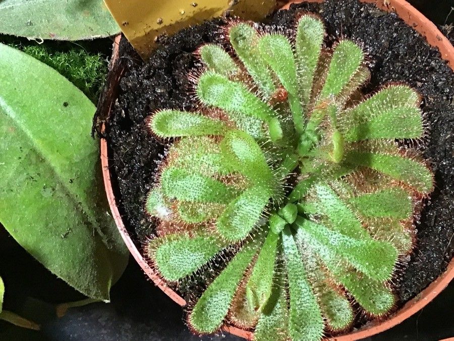Drosera aliciae