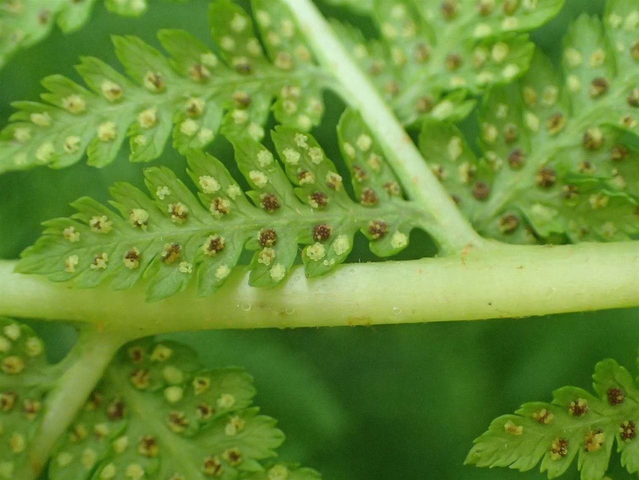 Athyrium alpestre fruit