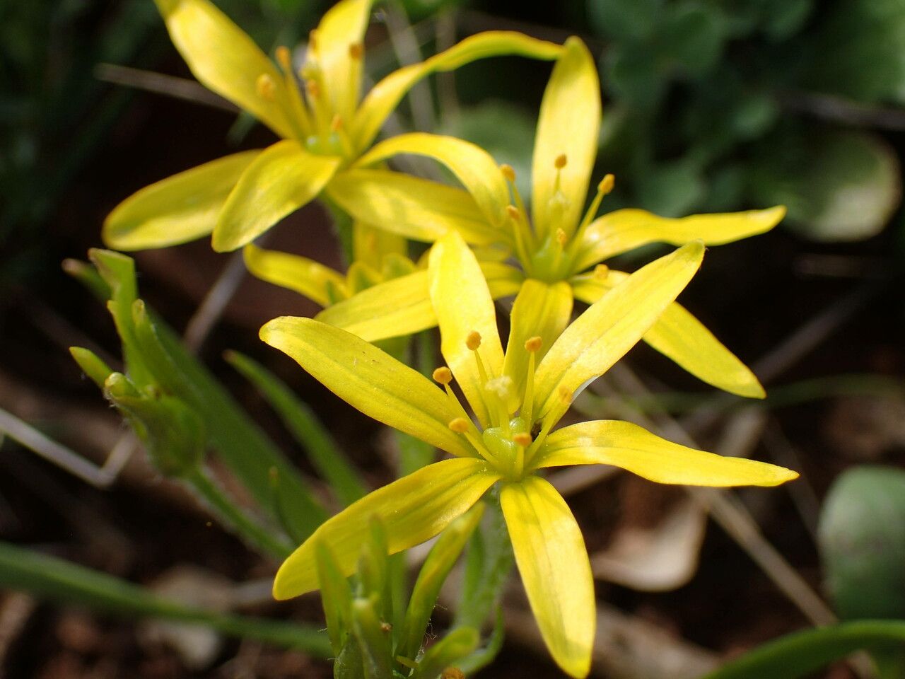 Gagea lacaitae flower