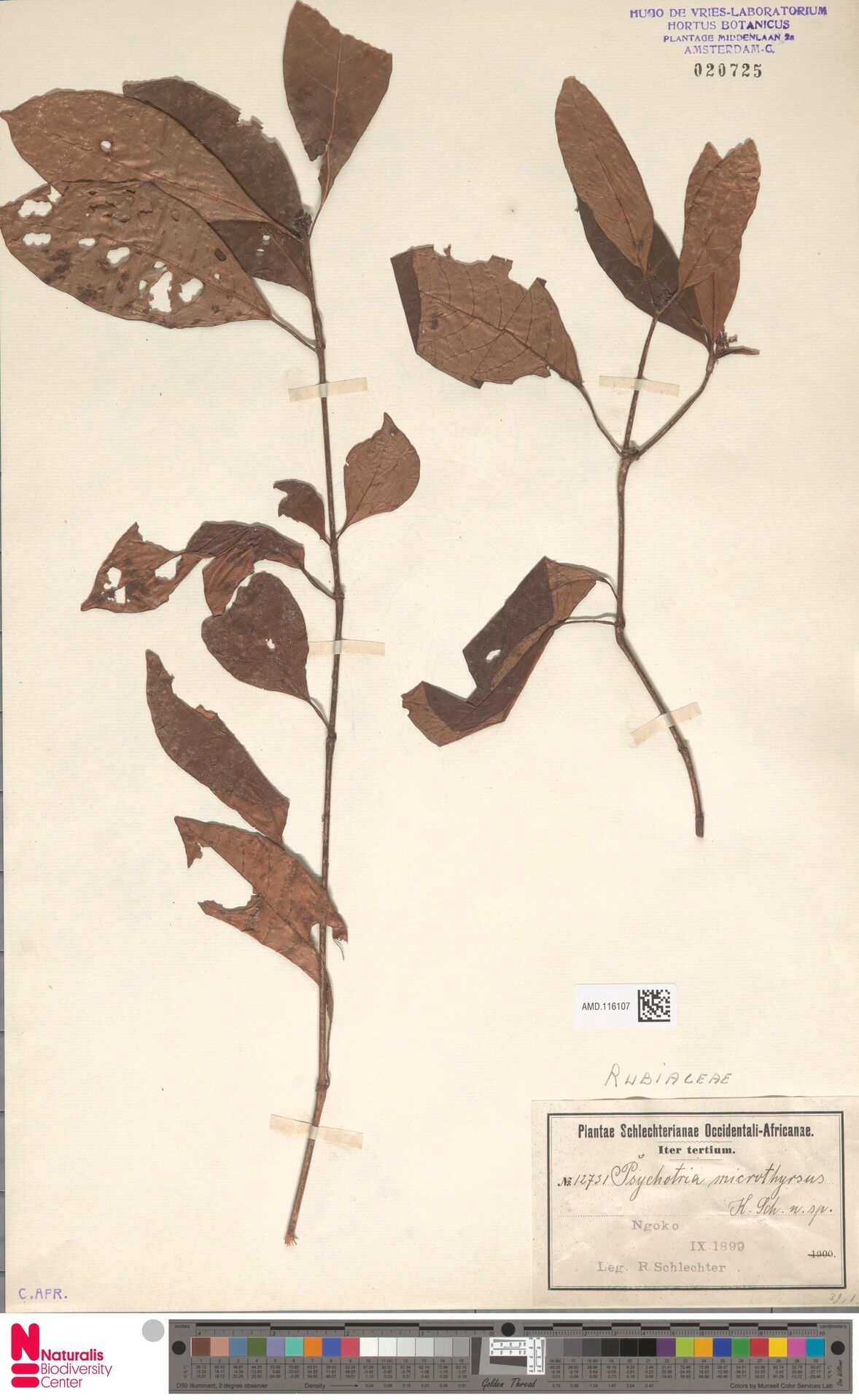 Psychotria microthyrsa — houseplant care guide