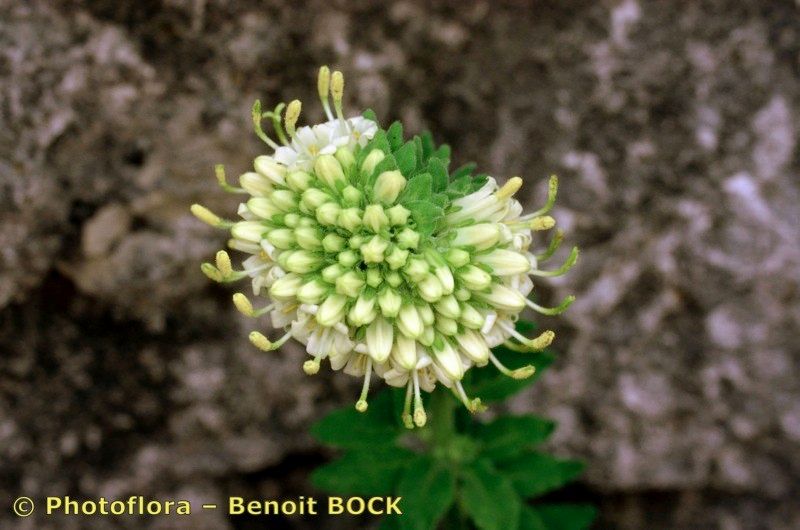 Campanula petraea fruit