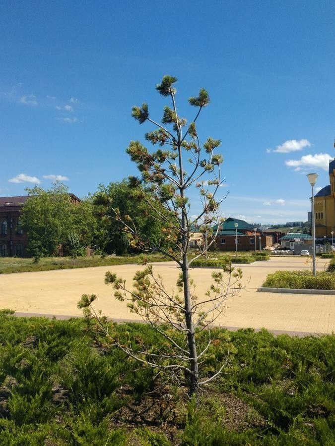 Araucaria rulei leaf