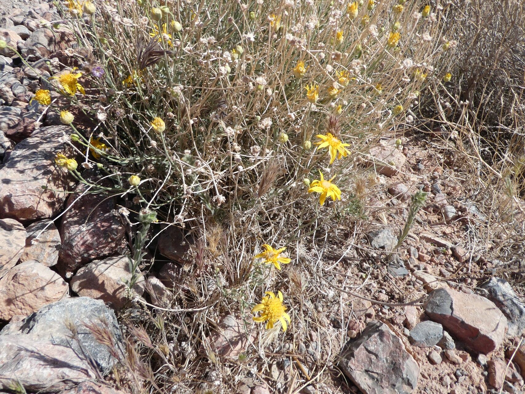 Acamptopappus shockleyi habit