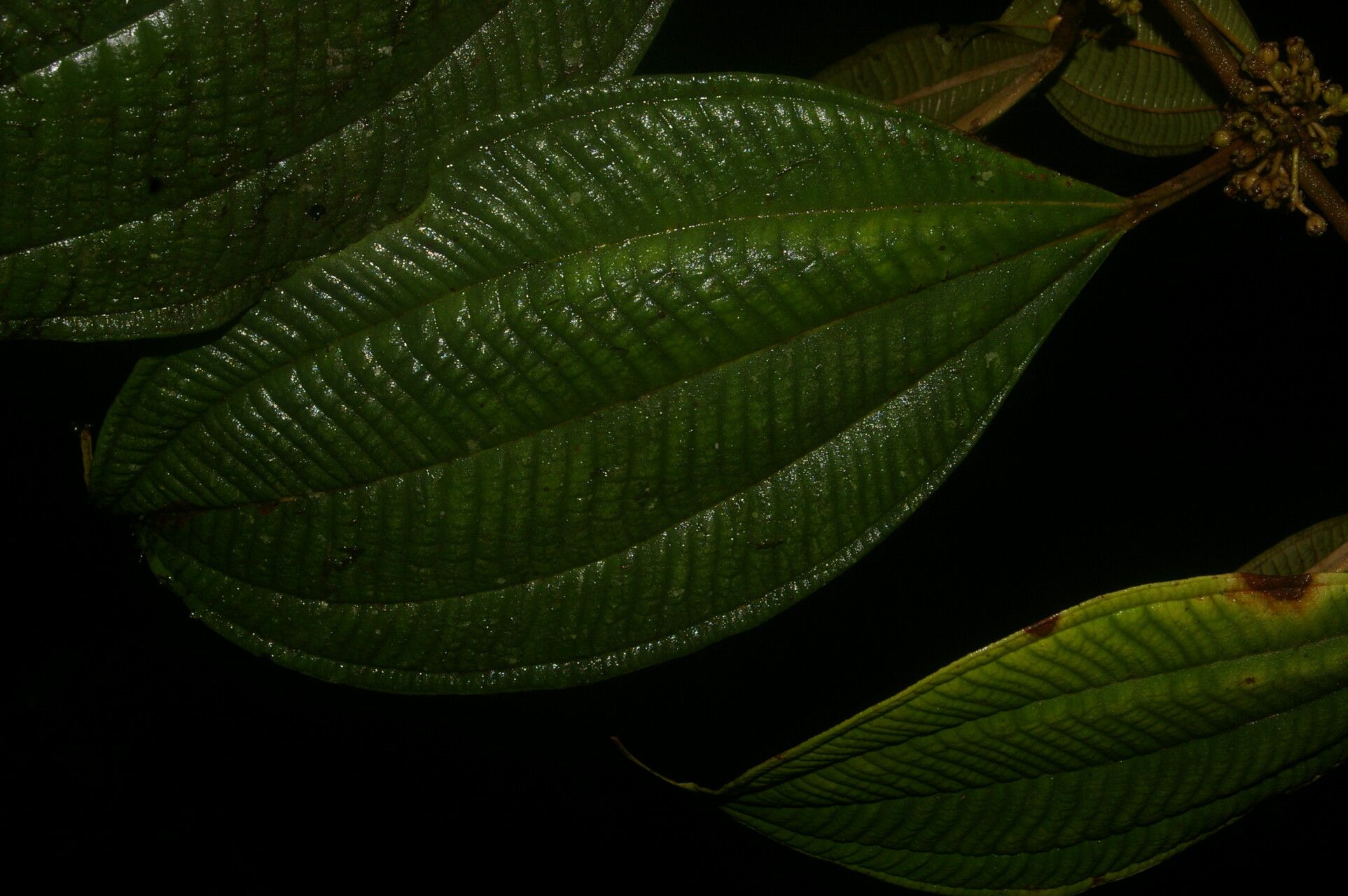 Miconia evanescens — houseplant care guide